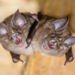 Scientists identify evolutionary origins of SARS-CoV-2 Scientists identify evolutionary origins of SARS-CoV-2