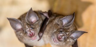 Scientists identify evolutionary origins of SARS-CoV-2 Scientists identify evolutionary origins of SARS-CoV-2