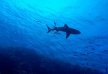 Sharks ‘Functionally Extinct’ At 20 percent Of World’s Coral Reefs (Study) Sharks 'Functionally Extinct' At 20 percent Of World's Coral Reefs (Study)