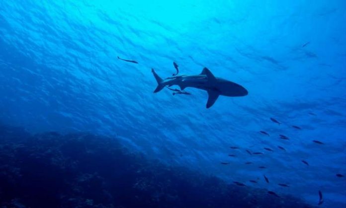 Sharks 'Functionally Extinct' At 20 percent Of World's Coral Reefs (Study)