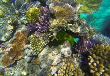 Study: Can genomes predict coral bleaching? Study: Can genomes predict coral bleaching?