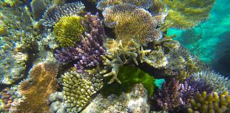 Study: Can genomes predict coral bleaching? Study: Can genomes predict coral bleaching?