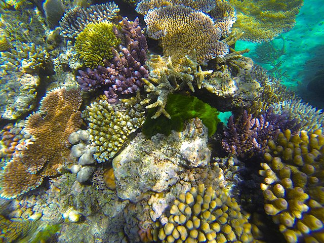Study: Can genomes predict coral bleaching?