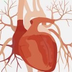 Study: Cholesterol-Lowering Drug Improved Function of Heart’s Arteries Study: Cholesterol-Lowering Drug Improved Function of Heart’s Arteries