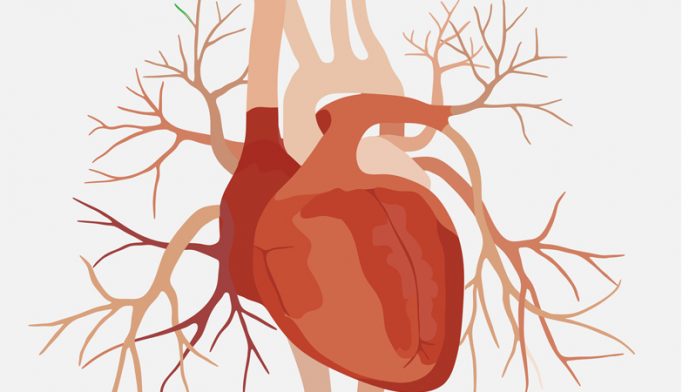 Study: Cholesterol-Lowering Drug Improved Function of Heart’s Arteries