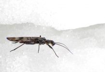Study: Glacial stream insect may tolerate warmer waters Study: Glacial stream insect may tolerate warmer waters