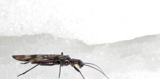 Study: Glacial stream insect may tolerate warmer waters Study: Glacial stream insect may tolerate warmer waters