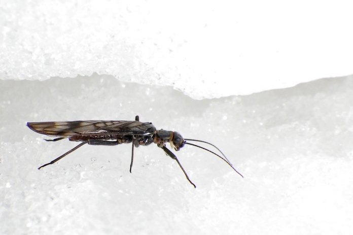 Study: Glacial stream insect may tolerate warmer waters