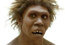 Study: Human ancestor Homo erectus had the stocky chest of a Neanderthal Study: Human ancestor Homo erectus had the stocky chest of a Neanderthal