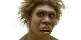 Study: Human ancestor Homo erectus had the stocky chest of a Neanderthal Study: Human ancestor Homo erectus had the stocky chest of a Neanderthal