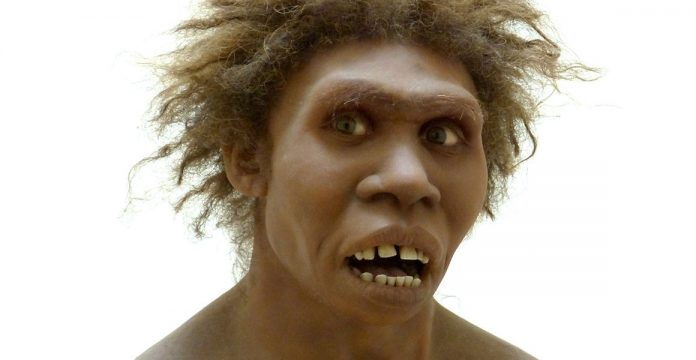 Study: Human ancestor Homo erectus had the stocky chest of a Neanderthal
