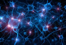 Study: MRI Scans of Mammals Indicate Equal Connectivity Study: MRI Scans of Mammals Indicate Equal Connectivity