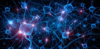 Study: MRI Scans of Mammals Indicate Equal Connectivity Study: MRI Scans of Mammals Indicate Equal Connectivity