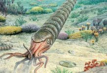 Study: This Ancient Sea Creature Builds Its Body With a Whisper, not a Scream Study: This Ancient Sea Creature Builds Its Body With a Whisper, not a Scream