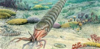 Study: This Ancient Sea Creature Builds Its Body With a Whisper, not a Scream Study: This Ancient Sea Creature Builds Its Body With a Whisper, not a Scream