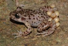 Study breakthrough in fight against chytrid fungus Study breakthrough in fight against chytrid fungus