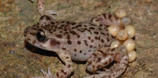 Study breakthrough in fight against chytrid fungus Study breakthrough in fight against chytrid fungus