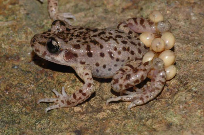 Study breakthrough in fight against chytrid fungus