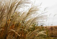 Study could save years of breeding for new Miscanthus hybrids Study could save years of breeding for new Miscanthus hybrids