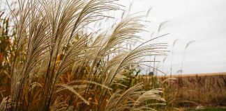 Study could save years of breeding for new Miscanthus hybrids Study could save years of breeding for new Miscanthus hybrids