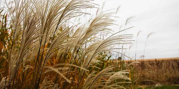 Study could save years of breeding for new Miscanthus hybrids
