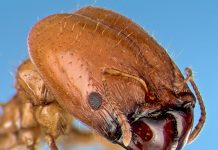 Study of giant ant heads using simple models may aid bio-inspired designs (Study) Study of giant ant heads using simple models may aid bio-inspired designs
