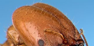 Study of giant ant heads using simple models may aid bio-inspired designs (Study) Study of giant ant heads using simple models may aid bio-inspired designs