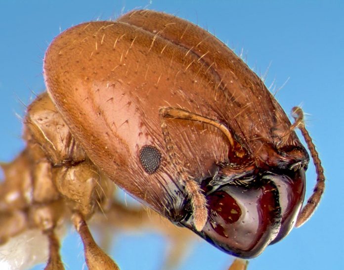 Study of giant ant heads using simple models may aid bio-inspired designs