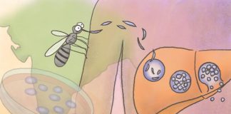 Tech: Getting a grasp on India’s malaria burden Getting a grasp on India's malaria burden