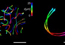 Tech: High-end microscopy refined | EurekAlert! Science News High-end microscopy refined | EurekAlert! Science News