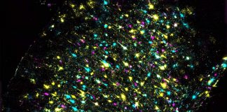 Tech: How to map brain connections using DNA barcodes How to map brain connections using DNA barcodes