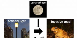Tech: Light pollution gives invasive cane toads a belly full of grub Light pollution gives invasive cane toads a belly full of grub
