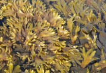 Tech: Marine alga from the Kiel Fjord discovered as a remedy against infections and skin cancer Marine alga from the Kiel Fjord discovered as a remedy against infections and skin cancer
