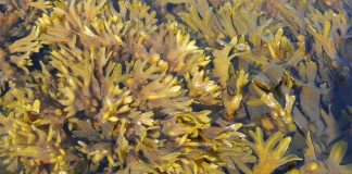Tech: Marine alga from the Kiel Fjord discovered as a remedy against infections and skin cancer Marine alga from the Kiel Fjord discovered as a remedy against infections and skin cancer