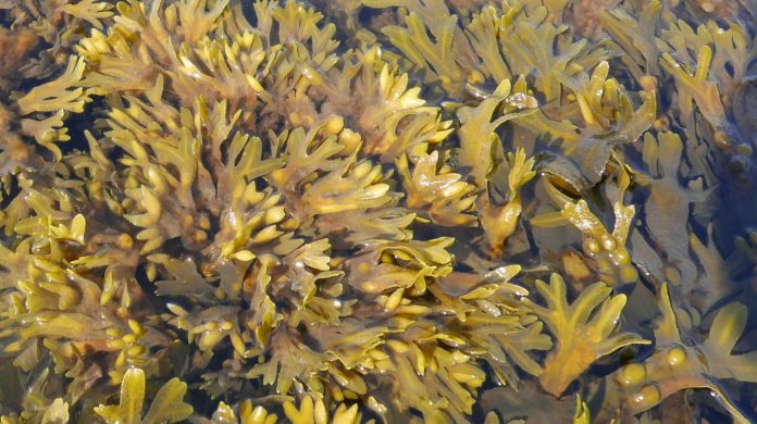 Marine alga from the Kiel Fjord discovered as a remedy against infections and skin cancer
