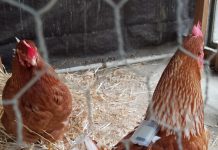 Tech: Parasite infestations revealed by tiny chicken backpacks Parasite infestations revealed by tiny chicken backpacks