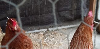 Tech: Parasite infestations revealed by tiny chicken backpacks Parasite infestations revealed by tiny chicken backpacks