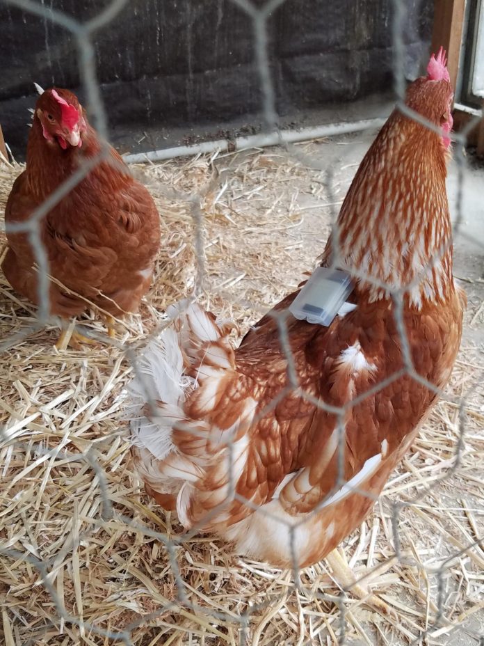 Parasite infestations revealed by tiny chicken backpacks