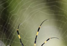 Tech: Spider silk made by photosynthetic bacteria Spider silk made by photosynthetic bacteria