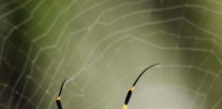 Tech: Spider silk made by photosynthetic bacteria Spider silk made by photosynthetic bacteria