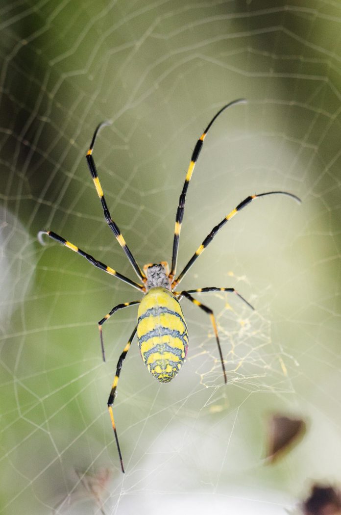 Spider silk made by photosynthetic bacteria