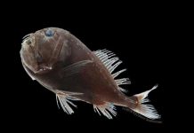 Terrifying deep-sea dragon fish absorbs 99 percent of light, study Terrifying deep-sea dragon fish absorbs 99 percent of light, study