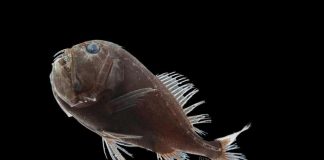 Terrifying deep-sea dragon fish absorbs 99 percent of light, study Terrifying deep-sea dragon fish absorbs 99 percent of light, study