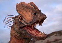 ‘Venomous’ dinosaur more bird than lizard, finds new research 'Venomous' dinosaur more bird than lizard, finds new research