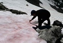 Watch: Pink snow on Alps sends a chilling message about global warming Watch: Pink snow on Alps sends a chilling message about global warming