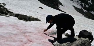 Watch: Pink snow on Alps sends a chilling message about global warming Watch: Pink snow on Alps sends a chilling message about global warming