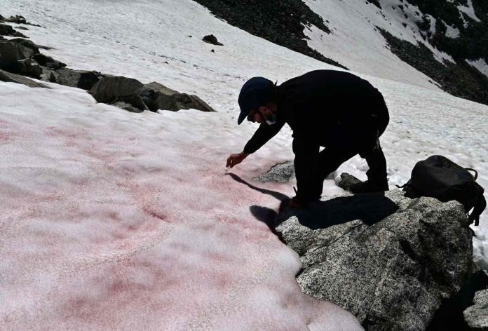 Watch: Pink snow on Alps sends a chilling message about global warming