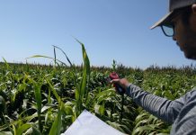Water-saving alternative forage crops for Texas livestock (Study) Water-saving alternative forage crops for Texas livestock