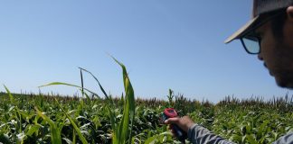 Water-saving alternative forage crops for Texas livestock (Study) Water-saving alternative forage crops for Texas livestock