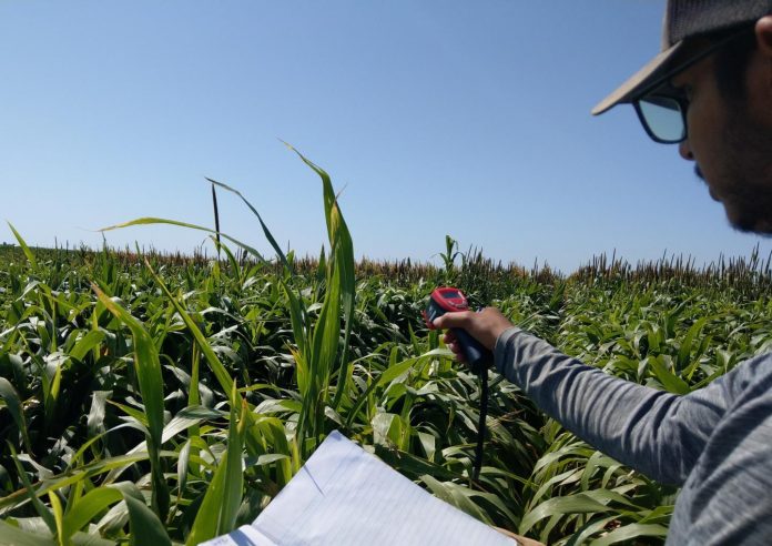 Water-saving alternative forage crops for Texas livestock